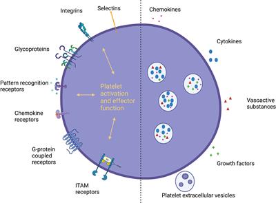 The role of platelet mediated thromboinflammation in acute liver injury
